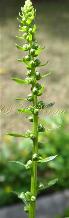  Inflorescence